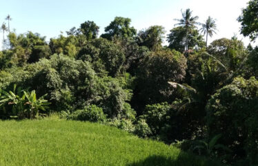 For Sale Land in Bypass Ketewel, Along the Main Road