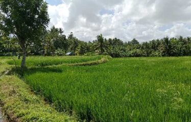 For Sale Land in Ubud, Surrounded by Villa Clusters