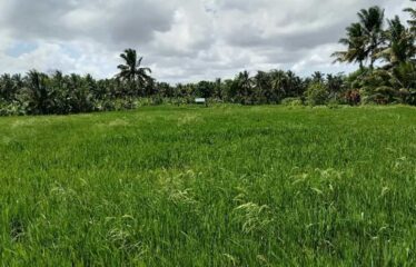 For Sale Land in Ubud, Surrounded by Villa Clusters