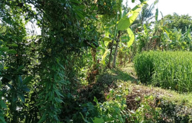 For Sale Land in Bypass Ketewel, Along the Main Road