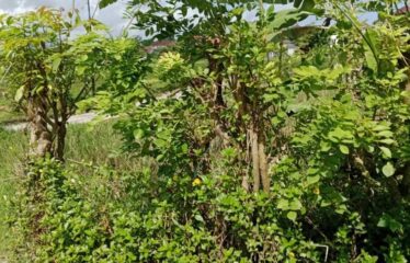For Sale Land in Ubud, Surrounded by Villa Clusters