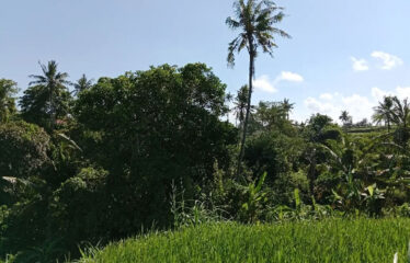 For Sale Land in Bypass Ketewel, Along the Main Road