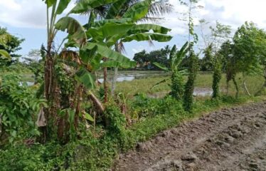 For Sale Land in Ubud, Surrounded by Villa Clusters