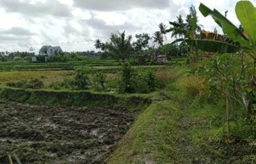 For Sale Land in Ubud, Surrounded by Villa Clusters