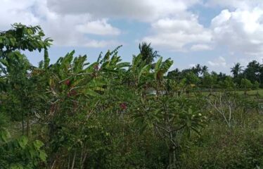 For Sale Land in Ubud, Surrounded by Villa Clusters