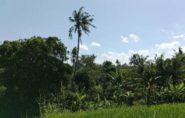 For Sale Land in Bypass Ketewel, Along the Main Road