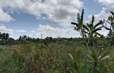 For Sale Land in Ubud, Surrounded by Villa Clusters