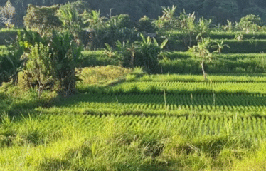 DIJUAL TANAH PINGGIR JALAN BYPASS IB MANTRA , SAMPING PKB
