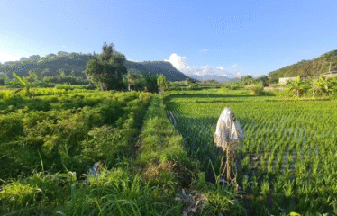 DIJUAL TANAH PINGGIR JALAN BYPASS IB MANTRA , SAMPING PKB