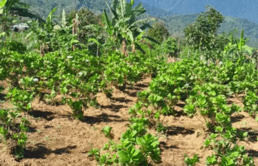 Dijual lahan seluas 50 are di kawasan Munduk Tamblingan