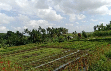 Tanah Ubud Selatan View Gunung dan Sawah