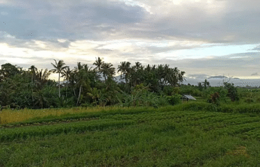 Tanah Ubud Selatan View Gunung dan Sawah