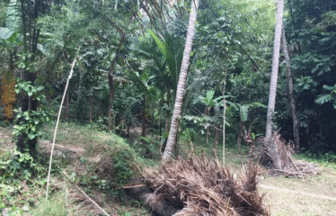 Dijual Tanah Premium View Sungai di Sayan, Ubud