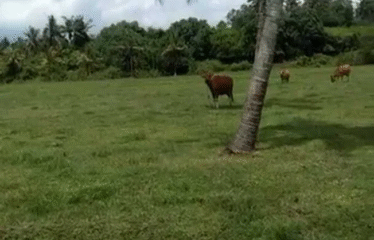 Dijual Tanah Beach Front di Yeh Sumbul, Mendoyo – Jembrana, Bali