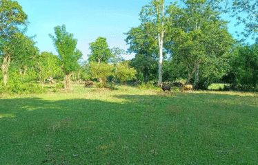 Lahan Area Balangan ITR Kuning Dekat Pantai